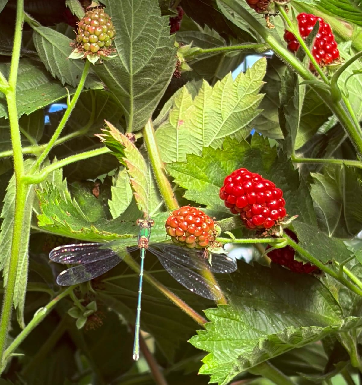 the life of a berry picker